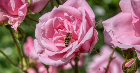 Roses et auxiliaires des Jardins de la Peignie - Pixabay