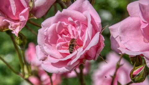 Roses et auxiliaires des Jardins de la Peignie - Pixabay