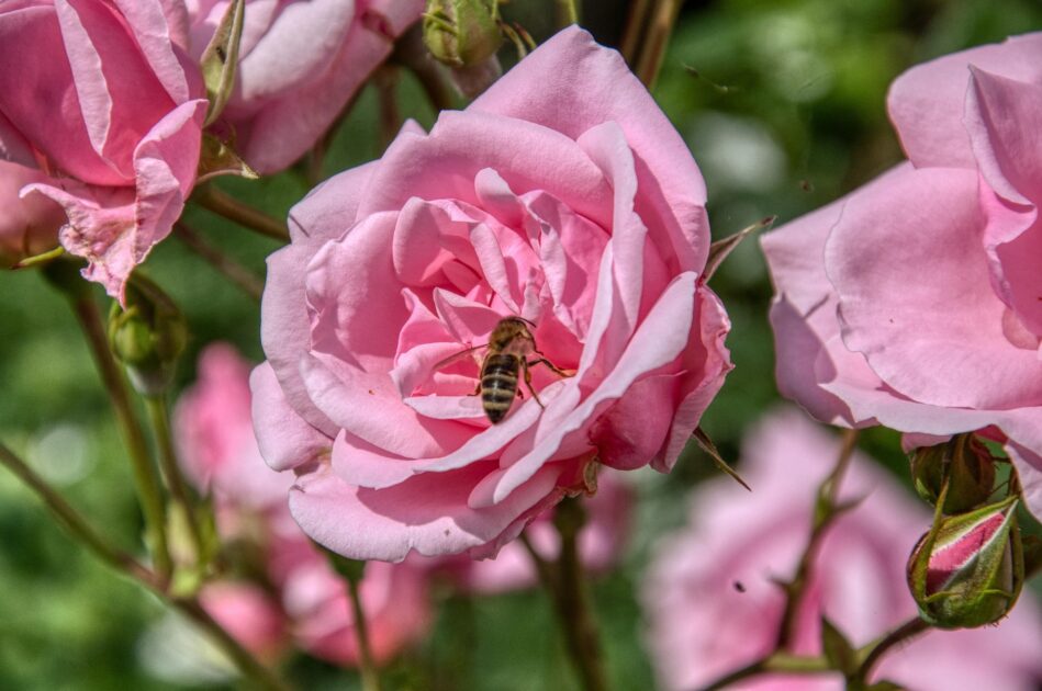 Roses et auxiliaires des Jardins de la Peignie - Pixabay